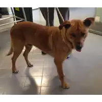 Foto dell\'animale cane - Matr. 2017/0520 - Microchip 380260042878566