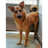 Foto dell\'animale cane - Matr. 2019/2056 - Microchip 380260043869553