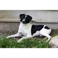 Foto dell\'animale cane - Matr. 2020/0765 - Microchip 380260043854062
