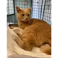 Foto dell\'animale gatto - Matr. 2020/1418 - Microchip 380260043631538