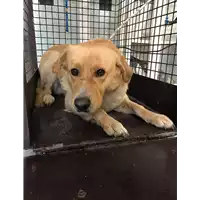 Foto dell\'animale cane - Matr. 2017/0312 - Microchip 380260002303138