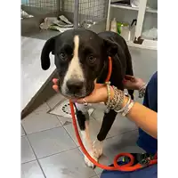 Foto dell\'animale cane - Matr. 2020/1415 - Microchip 380260043631549