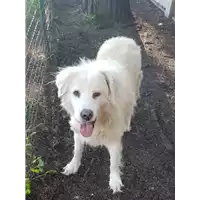 cane - Matr. 2020/0729 - Microchip 380260043708137