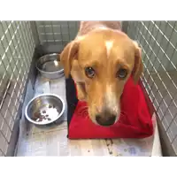 Foto dell\'animale cane - Matr. 2020/1421 - Microchip 380260043844314