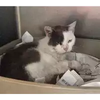 Foto dell\'animale gatto - Matr. 2020/1422 - Microchip 380260043631646