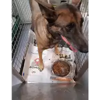 Foto dell\'animale cane - Matr. 2020/1423 - Microchip 380260043631597