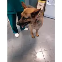 Foto dell\'animale cane - Matr. 2020/1424 - Microchip 380260101597492