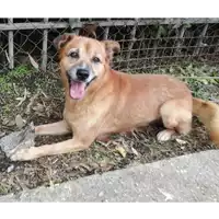 Foto dell\'animale cane - Matr. 2019/2682 - Microchip 380260043853909