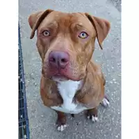 Foto dell\'animale cane - Matr. 2020/1428 - Microchip 380260043844123