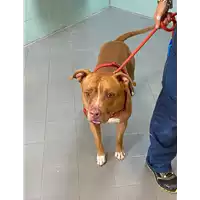 Foto dell\'animale cane - Matr. 2020/1427 - Microchip 380260043631600