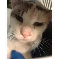 Foto dell\'animale gatto - Matr. 2020/1429 - Microchip 380260043853077