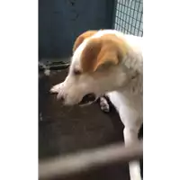 Foto dell\'animale cane - Matr. 2020/1434 - Microchip 380260043769494