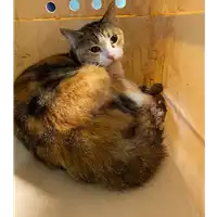 Foto dell\'animale gatto - Matr. 2020/1439 - Microchip 380260043843964