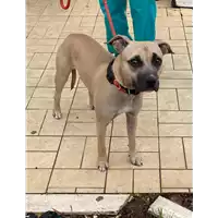 Foto dell\'animale cane - Matr. 2020/1440 - Microchip 380260043631478