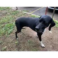 Foto dell\'animale cane - Matr. 2020/1441 - Microchip 380260002574737