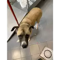 Foto dell\'animale cane - Matr. 2020/1443 - Microchip 380260043631643