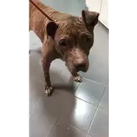Foto dell\'animale cane - Matr. 2020/1444 - Microchip 985120022077099