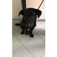 cane - Matr. 2020/1446 - Microchip 380260043846757