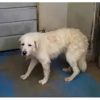 Foto dell\'animale cane - Matr. 2019/1886 - Microchip 380260043873454