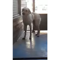 Foto dell\'animale cane - Matr. 2020/0075 - Microchip 380260043525100