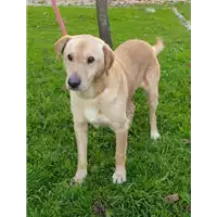 Foto dell\'animale cane - Matr. 2020/0099 - Microchip 380260043854038