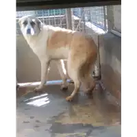 Foto dell\'animale cane - Matr. 2020/0076 - Microchip 380260043527158