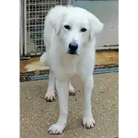 Foto dell\'animale cane - Matr. 2019/1884 - Microchip 380260043870297
