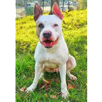 Foto dell\'animale cane - Matr. 2019/2474 - Microchip 380260004918333