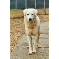 Foto dell\'animale cane - Matr. 2019/1887 - Microchip 380260043873312