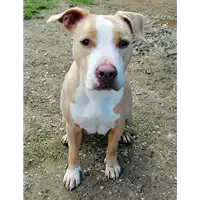 Foto dell\'animale cane - Matr. 2020/0491 - Microchip 380260101170436