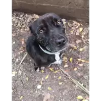 Foto dell\'animale cane - Matr. 2020/0843 - Microchip 380260042283182
