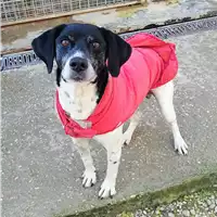 Foto dell\'animale cane - Matr. 2020/1450 - Microchip 380260043631474