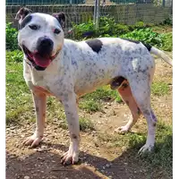 Foto dell\'animale cane - Matr. 2019/1685 - Microchip 380260101272553