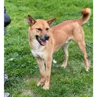 Foto dell\'animale cane - Matr. 2020/1097 - Microchip 380260044280779