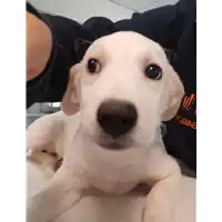 Foto dell\'animale cane - Matr. 2020/1349 - Microchip 380260043631839