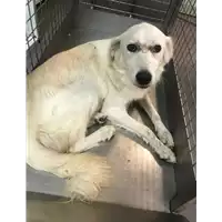 Foto dell\'animale cane - Matr. 2020/1341 - Microchip 380260043631542