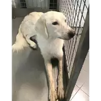 Foto dell\'animale cane - Matr. 2020/1342 - Microchip 380260043632095