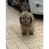 Foto dell\'animale cane - Matr. 2020/1454 - Microchip 380260043770065