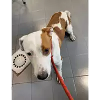 Foto dell\'animale cane - Matr. 2020/1456 - Microchip 380260043706484