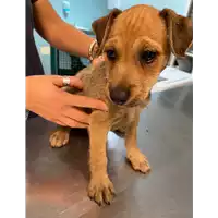 Foto dell\'animale cane - Matr. 2020/1458 - Microchip 380260043769783