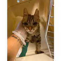 Foto dell\'animale gatto - Matr. 2020/1463 - Microchip 380260043769653