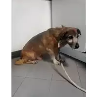 Foto dell\'animale cane - Matr. 2017/0531 - Microchip 380098100556972