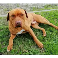 Foto dell\'animale cane - Matr. 2020/1466 - Microchip 380260043770337