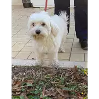 Foto dell\'animale cane - Matr. 2020/1468 - Microchip 380260043770384