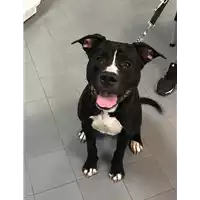 Foto dell\'animale cane - Matr. 2019/1609 - Microchip 380260004922336