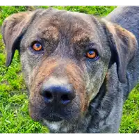 Foto dell\'animale cane - Matr. 2020/1470 - Microchip 380260043770183