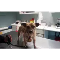 Foto dell\'animale cane - Matr. 2017/0532 - Microchip 380260042878486
