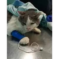 Foto dell\'animale gatto - Matr. 2020/1472 - Microchip 380260043708214