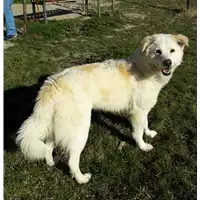Foto dell\'animale cane - Matr. 2014/1261 - Microchip 380260002261390