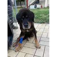 Foto dell\'animale cane - Matr. 2020/1474 - Microchip 380260043710355